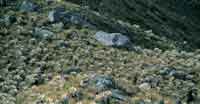 Pajonal frailejonal caracterstico del pramo con Calamagrostis effusa y Espeletia grandiflora.