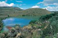 Pajonal frailejonal con arbustos de romero de pramo bordeando una laguna de origen glaciar.