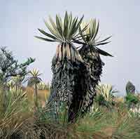 Frailejn, Espeletia grandiflora.