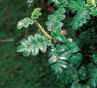 El coloradito, del gnero Polylepis, es uno de los rboles que habita a mayor altitud; su utilizacin como lea ha reducido las poblaciones.