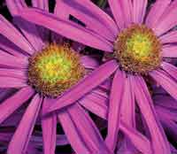 Falsa rnica, Senecio formosus.