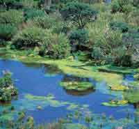 Los bambes son un componente importante en la fisonoma de la vegetacin y forman extensos chuscales. En el pramo, la cauela, Chusquea tessellata, es comn en hbitats abiertos.