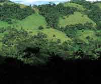 La ganadera en las laderas andinas ha contribuido a la fragmetacin y reduccin de la cobertura forestal.