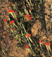 La diversidad biolgica de la selva andina es rica en plantas criptgamas como lquenes y hongos.