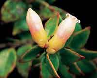 Ericceas que producen abundantes bayas atractivas para las aves.