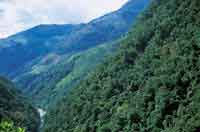 Las selvas montanas de baja altitud son transformadas en pastizales despus del proceso de tumba, roza y quema.