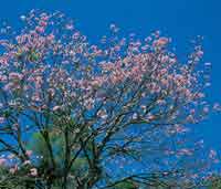 En el paisaje se destacan los ocobos rosados,