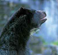 Oso de anteojos, el mamfero ms grande de la cordillera y nico oso suramericano; tiene un amplio rango de distribucin altitudinal y es una especie amenazada de extincin.