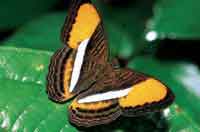 La mariposa del gnero Adelpha, pertenece a los Ninflidos que han alcanzado gran diversificacin en el piedemonte llanero.