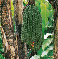 Los frutos de las palmas son una fuente de alimento para la fauna silvestre.
