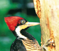 Carpintero gigante copetirojo, Campephilus pollens.
