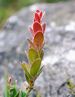 Detalle de una ericcea que presenta hojas rojizas a causa de los pigmentos antocianos, que la protegen de la alta radiacin.