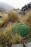 Dos formas de vida destacadas en el pramo: las plantas en cojn, que en algunos casos llegan a tener formas casi esfricas, como en el Plantago y las macollas de diferentes especies de gramneas.