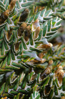 Detalle de la Loricaria colombiana, forma de vida arbustiva, cuyas hojas escuamiformes e imbricadas le proporcionan excelente proteccin. En sus axilas, la pubescencia algodonosa le permite captar humedad.