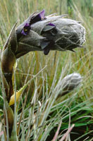 Las bromeliceas o cardones del pramo presentan gran diversidad de especies y forman rosetas de hojas punzantes y coriceas, como en el gnero Puya lineata.