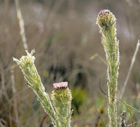 Tipos de rosetas representadas por diferentes familias: Castratella piloselloides, melastomatcea.