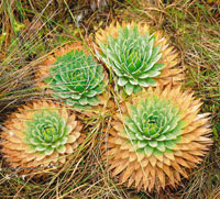 Paepalanthus columbiensis, eriocaulcea.