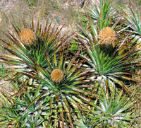 Puya sp, bromelicea.