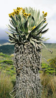 Los frailejones son rosetas gigantes que evolucionaron en la alta montaa; se conocen aproximadamente 130 especies y su mayor centro de diversidad est en la regin de los Andes de Mrida, Venezuela y la Sierra Nevada del Cocuy en Colombia. Espeletia hart