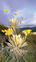 Espeletia barclayana de la cuchilla del Tablazo, al occidente de Bogot.