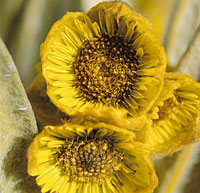 El frailejn ofrece a la fauna paramuna una gran diversidad de microhbitats en el follaje seco, en las hojas vivas, en las inflorescencias y en la mdula.
