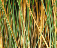 Detalle de hojas aciculiformes de la paja ratona, Calamagrostis effusa, de aspecto lustroso y lmina plegada.