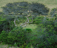 En el subpramo se presenta una gran diversidad de arbustos.  Algunos como el rodamonte, Escallonia myrtilloides, forman pequeos bosques.