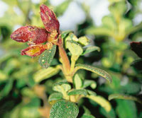 Diplostephium filicoides.