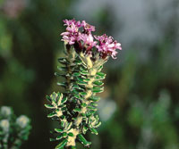 Monochaetum myrtoideum.