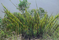 En los pramos de mayor humedad atmosfrica, los bambes o chusques dominan la fisonoma de la vegetacin, con especies como Chusquea tessellata.