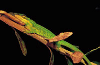 Camalen de pramo, Phenacosaurus heterodermus.