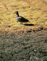 La avifauna de ambientes acuticos est bien representada por patos de diferentes especies.