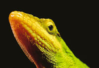 Entre los reptiles de alta montaa, el camalen llama la atencin por ser el nico lagarto de cola prensil en los pramos; su hbitat son los matorrales, sobre cuyas copas toma el sol; sus movimientos son muy lentos y ajusta su coloracin al ambiente que