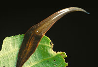 Detalle de uno de los organismos invertebrados, que tiene su hbitat en los estratos rasantes de la vegetacin.