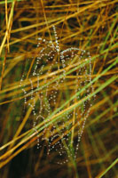 La sutil tela de una araa tejedora, Araneidae, se hace evidente a sus presas por la captacin de finas gotas de roco.