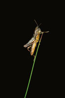 Saltamonte, Orthoptera acrididae, insecto frecuente en el pajonal, que se alimenta de plantas y contribuye en la cadena trfica como alimento para las aves.