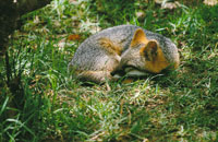 Zorro palteado o zorro perruno, Cerdocyon thous, un carnvoro amenazado de extincin.