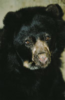 El oso de anteojos, Tremarctus ornatus, es el ms grande de los mamferos que visitan el pramo; su dieta es preferencialmente vegetariana.