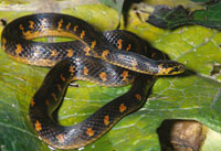 Culebra paramera, Atractus crasicaudatus, reptil no venenoso que vive oculto en pequeos tneles bajo el suelo o en la materia orgnica; se alimenta de lombrices y larvas de insectos.