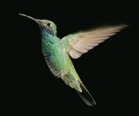 Colibr de montaa, Colibr coruscans, insectvoro y nectarvoro, polinizador de una gran cantidad de plantas del pramo bajo.