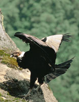 El cndor de los Andes, Vultur gryphus, una de las mayores aves que explora grandes extensiones en las vertientes andinas, desde la alta montaa hasta los ecosistemas costeros.