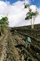 La papa se ha convertido en el principal producto agrcola de los pramos colombianos, ambiente donde se obtienen semillas de ptima calidad. Se cultivan ms de cien variedades.