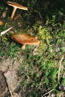 Los hongos desempean un papel fundamental en los procesos de descomposicin de la materia orgnica y contribuyen a la fertilidad del suelo.