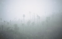 Durante la mayor parte del ao, los pramos en el norte de los Andes permanecen saturados de humedad a causa de las frecuentes nieblas. Pramo de Chingaza.