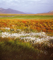 El bioma tundra, en el extremo norte de la zona templada, presenta suelos permanentemente helados, lo cual, adems de hacerlos impermeables, facilita la formacin de extensos pantanos. En estos lugares se presentan cortas estaciones de verano y largos inv