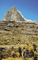 El bioma pramo est presente en las altas montaas tropicales por encima de los 3.000 msnm y tiene denominaciones regionales como pramos en Colombia, Venezuela, Costa Rica y Ecuador; jalca y puna en Per; zacatonal en Mxico; cinturn afroalpino en fri