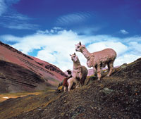 Alpacas, Lama pacos, en los altos Andes del Per. Este camlido, utilizado como animal de carga, tambin se aprovecha para obtencin de lana y carne. Junto con la vicua y la llama, tiene adaptaciones espcializadas para sobrevivir a gran altitud; sus pata