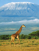 El Kilimanjaro, Tanzania. Una de las ms altas montaas de la franja tropical africana de origen volcnico, con gran influencia climtica del ocano ndico, est circundada por extensas sabanas en la planicie.