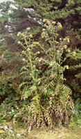 En los pramos del Cerro de Chirrip, cordillera de Talamanca, Costa Rica, abunda el      Cirsium sp., una roseta monocrpica de hojas hendidas, con flores en captulos que producen grandes cantidades de nctar, recurso muy apreciado por los colibres.
