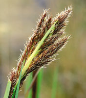 Algunas plantas, como las ciperceas -Rhynchospora- migraron desde pisos ms bajos para colonizar el pramo donde desarrollaron diferentes especies.